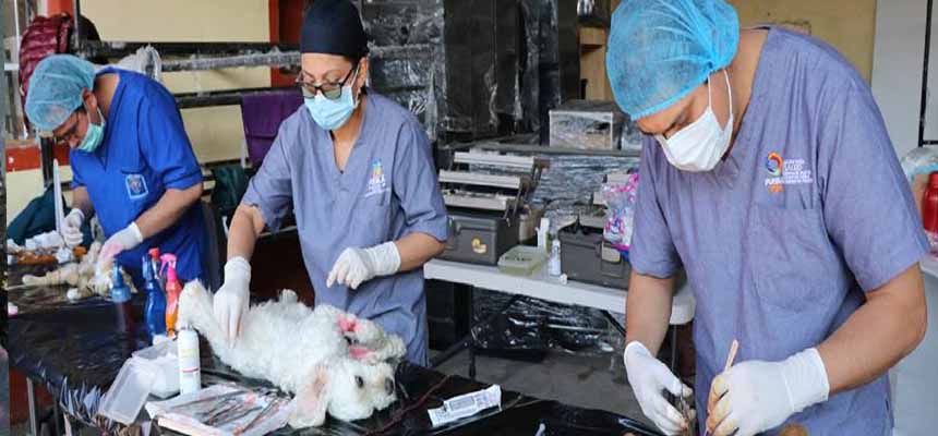 Gran respuesta a campaña de esterilización de mascotas